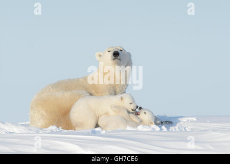 Eisbär-Mutter (Ursus Maritimus) liegend mit zwei spielenden Jungen, Wapusk-Nationalpark, Manitoba, Kanada Stockfoto