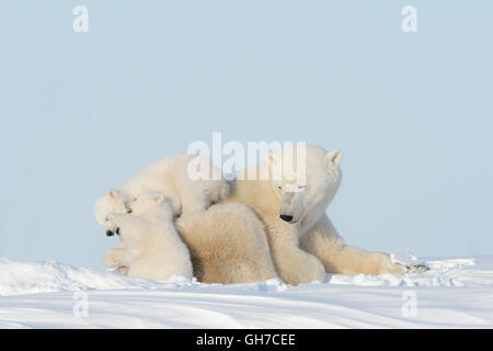 Eisbär-Mutter (Ursus Maritimus) liegend mit zwei spielenden Jungen, Wapusk-Nationalpark, Manitoba, Kanada Stockfoto