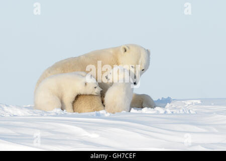 Eisbär-Mutter (Ursus Maritimus) spielen mit zwei jungen, Wapusk-Nationalpark, Manitoba, Kanada Stockfoto