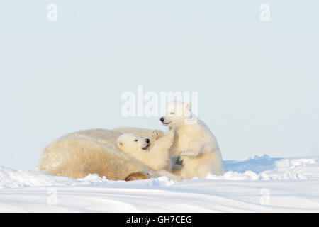 Eisbär-Mutter (Ursus Maritimus) liegend mit zwei spielenden Jungen, Wapusk-Nationalpark, Manitoba, Kanada Stockfoto