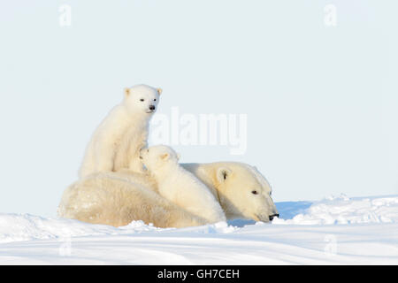 Eisbär-Mutter (Ursus Maritimus) spielen mit zwei jungen, Wapusk-Nationalpark, Manitoba, Kanada Stockfoto