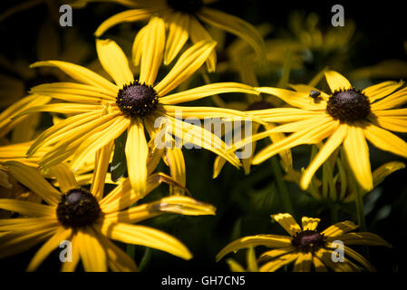 Black Eyed Susan. Rudbeckia fulgida Goldsturm. Stockfoto