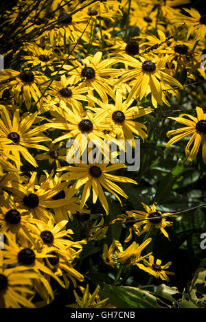 Black Eyed Susan. Rudbeckia fulgida Goldsturm. Stockfoto