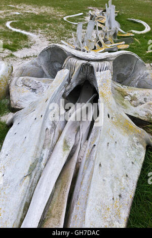 Walknochen angelegt am Strand in der Nähe des Halses auf Saunders Island im Falkland-Inseln: Stockfoto