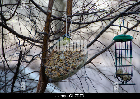 Fütterung der Vögel im Baum auf Winterzeit Stockfoto