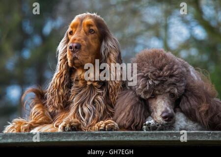 Harlekin Pudel und English Cocker Spaniel Hund hautnah im Garten Stockfoto