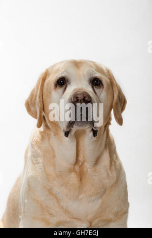 Yellow Labrador Retriever, in der Nähe vor weißem Hintergrund Stockfoto
