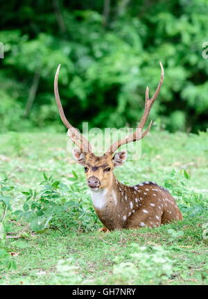 Geschützten Tier, indischen entdeckt Rehe, Achse-Achse, lokaler Name Chital oder Cheetal, in freier Wildbahn in einem Nationalpark mit Textfreiraum Stockfoto