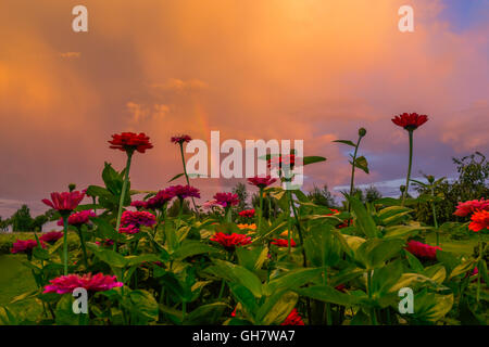 Sonnenuntergang, Garten, Haus, Rainbow, bunt, Compositae, Rot, Rosa, Blumen Stockfoto