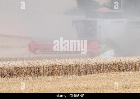 Kent, UK. Dienstag, 9. August 2016. Anfang August sind die Felder von Kent, UK, als der Garten von England, goldbraun mit reifenden Getreide. Ein Mähdrescher arbeitet auf dem Feld Gathereing bei der Ernte. Staubwolken steigen aus dem ausgetrockneten Gebiet. Photo Credit: Hmimages / Alamy Live News. Stockfoto