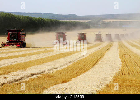 Heihe, Chinas Provinz Heilongjiang. 9. August 2016. Erntemaschinen sammeln Weizen im Feld auf dem Daqing Bauernhof in Heihe, Nordost-China Provinz Heilongjiang, 9. August 2016. Die Farm verwendet 28 Erntemaschinen, um Weizen zu sammeln. Bildnachweis: Lu Wenxiang/Xinhua/Alamy Live-Nachrichten Stockfoto