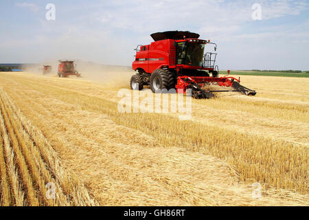Heihe, Chinas Provinz Heilongjiang. 9. August 2016. Erntemaschinen sammeln Weizen im Feld auf dem Daqing Bauernhof in Heihe, Nordost-China Provinz Heilongjiang, 9. August 2016. Die Farm verwendet 28 Erntemaschinen, um Weizen zu sammeln. Bildnachweis: Lu Wenxiang/Xinhua/Alamy Live-Nachrichten Stockfoto