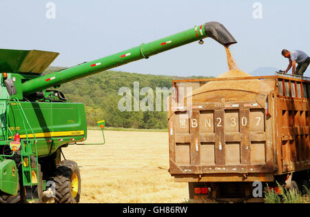 Heihe, Chinas Provinz Heilongjiang. 9. August 2016. Ein Harvester vermittelt Weizen auf einen LKW im Feld auf dem Daqing Bauernhof in Heihe, Nordost-China Provinz Heilongjiang, 9. August 2016. Die Farm verwendet 28 Erntemaschinen, um Weizen zu sammeln. Bildnachweis: Lu Wenxiang/Xinhua/Alamy Live-Nachrichten Stockfoto