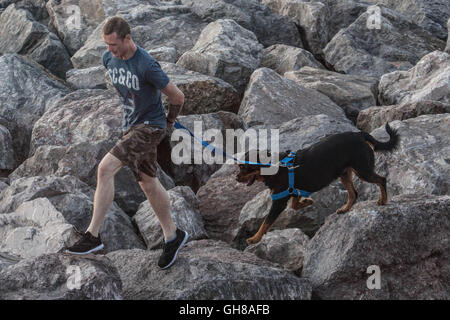 Sandylands Promenade, Heysham, Lancashire, UK. 9. August 2016. Ein Hund Walker nimmt seinen Hund über das Meer Om Sandylands Abwehrkräfte Promenade dies am Abend. Bildnachweis: David Billinge/Alamy Live-Nachrichten Stockfoto