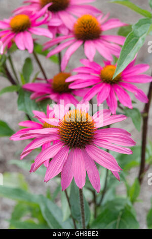 Echinacea Purpurea "Rosa Schimmer". Sonnenhut Stockfoto