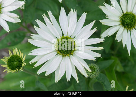 Echinacea Purpurea 'Jungfrau'. Weißer Sonnenhut Stockfoto