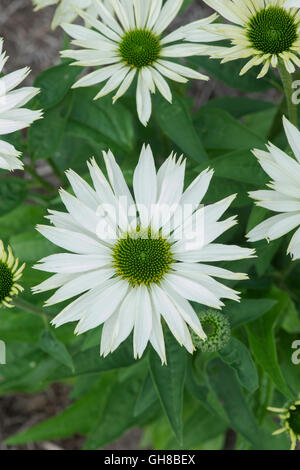 Echinacea Purpurea 'Jungfrau'. Weißer Sonnenhut Stockfoto