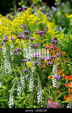 Verbena Bonariensis, Lysimachia Barystachys, Helenium und Solidago zusammen in einem Mitte Sommer blühende Blume Grenze. Stockfoto