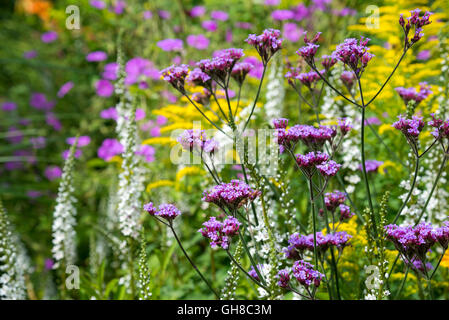 Verbena Bonariensis, Lysimachia Barystachys und Solidago zusammen in einem Mitte Sommer blühende Blume Grenze. Stockfoto