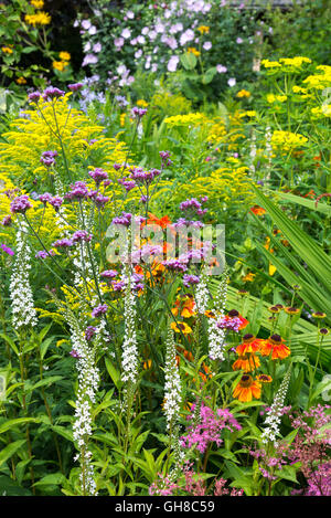 Verbena Bonariensis, Lysimachia Barystachys, Helenium und Solidago zusammen in einem Mitte Sommer blühende Blume Grenze. Stockfoto