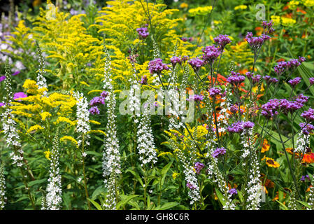 Verbena Bonariensis, Lysimachia Barystachys und Solidago zusammen in einem Mitte Sommer blühende Blume Grenze. Stockfoto