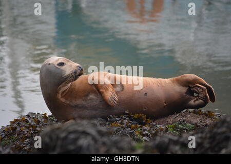 Juvenile Kegelrobben holte am Yachthafen Stadtkai Southampton im Jahr 2016 Stockfoto