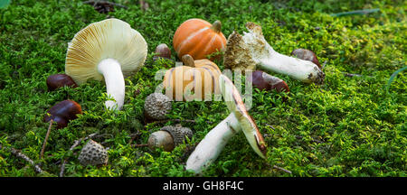 Herbstliche Dekoration mit Pilzen, Kürbis, Eicheln, Kastanien im Wald Moos Stockfoto