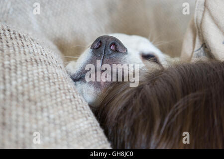 Süße Labrador Welpen Hund hübsch schlafen auf der Couch in seinem Bett mit der Nase in der Luft Stockfoto