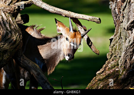Junge männliche Nyala-Antilope (Tragelaphus Angasii), Stockfoto