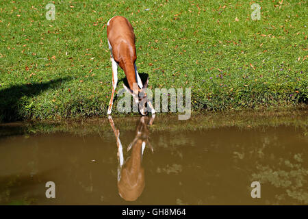 Mhorrgazelle Gazelle (Gazelle Dama Mhorrgazelle), trinken am Gewässerrand Stockfoto