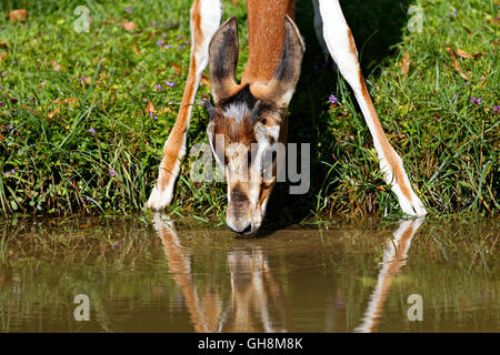 Mhorrgazelle Gazelle (Gazelle Dama Mhorrgazelle), trinken am Gewässerrand Stockfoto