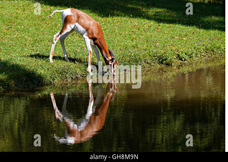 Mhorrgazelle Gazelle (Gazelle Dama Mhorrgazelle), trinken am Gewässerrand Stockfoto