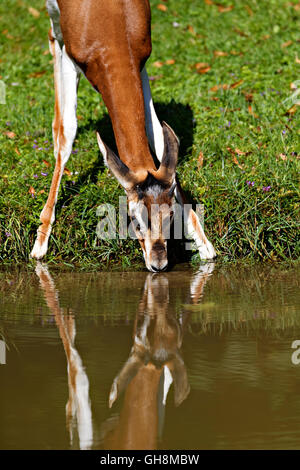 Mhorrgazelle Gazelle (Gazelle Dama Mhorrgazelle), trinken am Gewässerrand Stockfoto