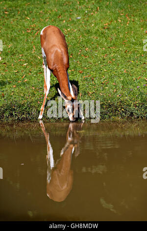 Mhorrgazelle Gazelle (Gazelle Dama Mhorrgazelle), trinken am Gewässerrand Stockfoto