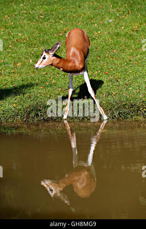 Mhorrgazelle Gazelle (Gazelle Dama Mhorrgazelle), am Gewässerrand Stockfoto