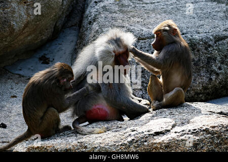 Grooming Paviane (Papio Hamadryas) Stockfoto