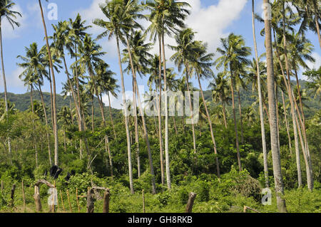 Tropische Palmen Stockfoto