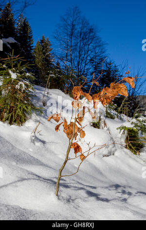 Breitachklamm Im Winter Stockfoto