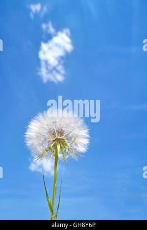 Löwenzahn gegen blauen Himmel, Platz für Text. Stockfoto