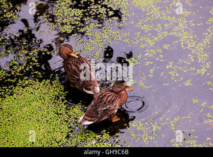 Enten im Teich mit Wasserlinsen schmutzig Stockfoto