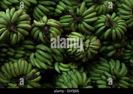 Die Trauben der geernteten Bananen auf einem Markt in Indien Stockfoto