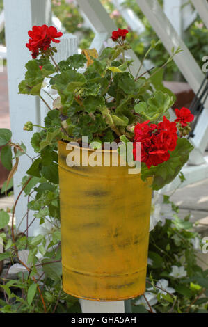 Geranien, Pelargonien in gelbe Blechdose Pflanzer Stockfoto