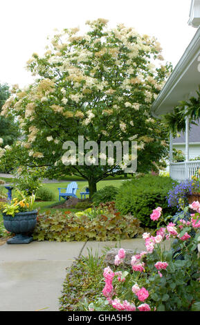 Vorgarten des Hauses mit Syringa Reticulata 'Ivory Silk", Baum Flieder Stockfoto