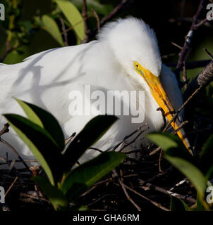 Weiße Reiher sitzt auf seinem Nest - A Gesicht Close Up wie es sitzt eingebettet zwischen den Zweigen des Baus. Stockfoto