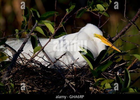 Weiße Reiher sitzt in seinem Teich Apfel Baum Nest eingebettet in die Zweige und die belaubten Zweige des Baus auf den Eiern. Stockfoto