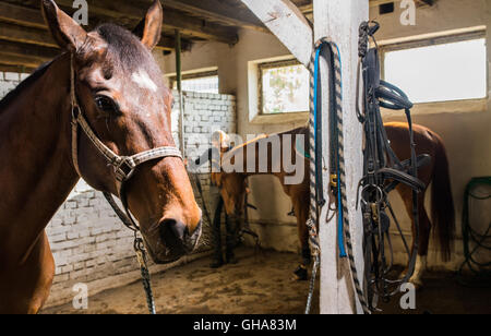 Close-up Portrait Pferd im Stall Stockfoto