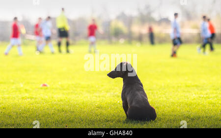 Hund auf Kinder Fußball spielen Stockfoto