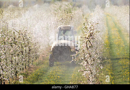 Traktor-Sprays Insektizid im Apfelgarten Stockfoto