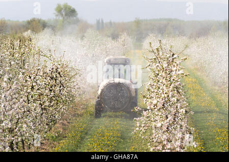 Traktor-Sprays Insektizid im Apfelgarten Stockfoto