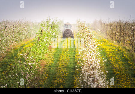 Traktor-Sprays Insektizid im Apfelgarten Stockfoto